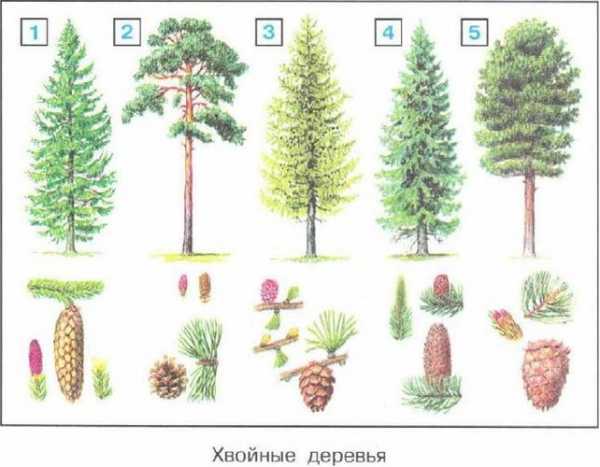 Доклад: Промышленное освоение лесных ресурсов тайги